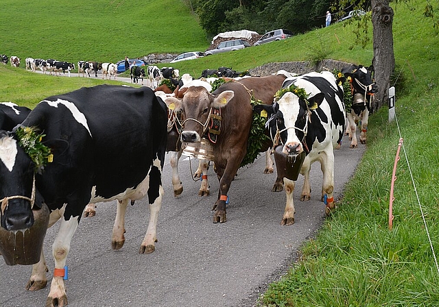 <em>Brauchtum vor Verkehr: </em>Viele Autos mussten dem langen Zug der Kühe irgendwie weichen<em> Foto: roland bürkIi</em>