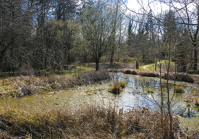 Ein Paradies für Amphibien: Mit etwas Glück kann man hier sogar den besonders gefährdeten Kammmolch sehen. Foto: Thomas Brunnschweiler
