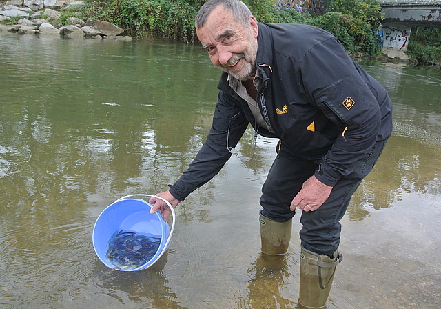 Raus aus dem Kofferraum, rein in den Fluss: Hermann Koffel entlässt bei der alten ARA in Reinach Dutzende Jungfische.  Foto: Bea Asper