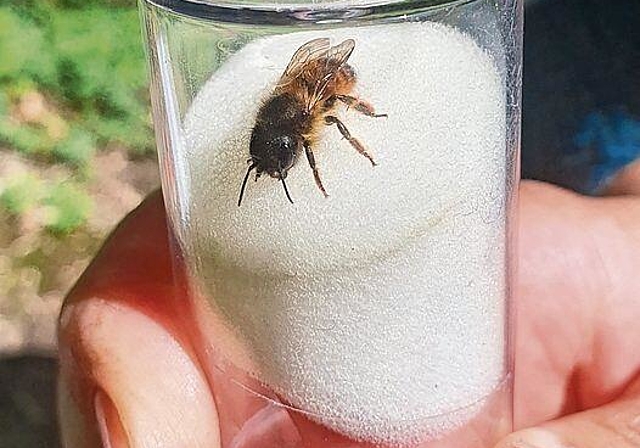 Mauerbiene: Die Wildbienenart ist im Naturschutzgebiet heimisch.
