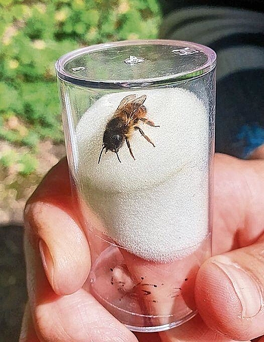 Mauerbiene: Die Wildbienenart ist im Naturschutzgebiet heimisch.
