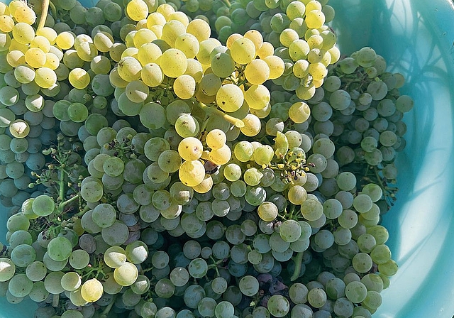 Hervorragende Qualität: Die Riesling-Sylvaner-Trauben versprechen einen guten Jahrgang. Foto: Simon Jermann