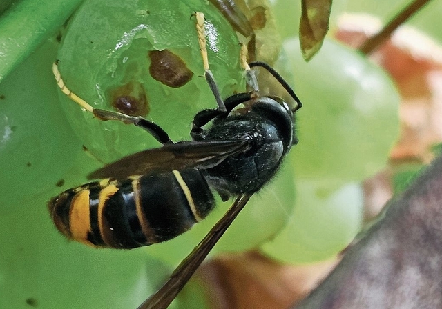 Gefährliche Einwanderin: Die Asiatische Hornisse ist im Kanton Basel-Landschaft auf dem Vormarsch. Hier eine Sichtung aus Laufen Mitte Oktober. Im Unterschied zur heimischen Hornisse ist ihr Hinterteil zu einem grossen Teil schwarz und sie hat deutl