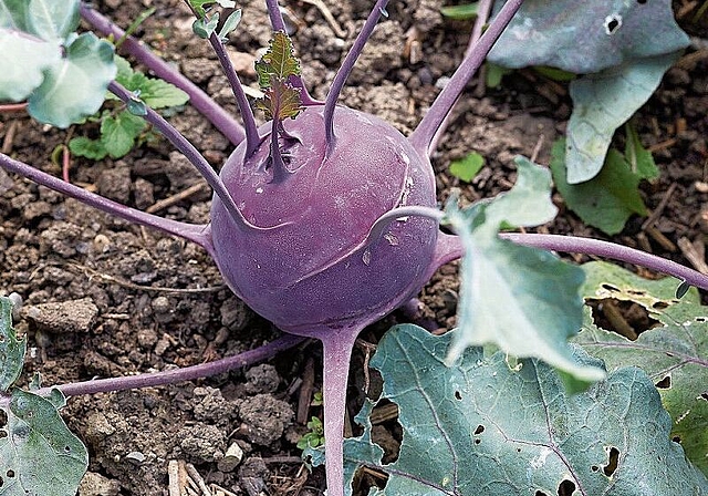 Farbtupfer: Mit seiner leuchtend violetten Schale ist der Kohlrabi «Blaro» in jedem Garten eine Augenweide. Foto: ProSpecieRara, Brechbühl/Perazzetti