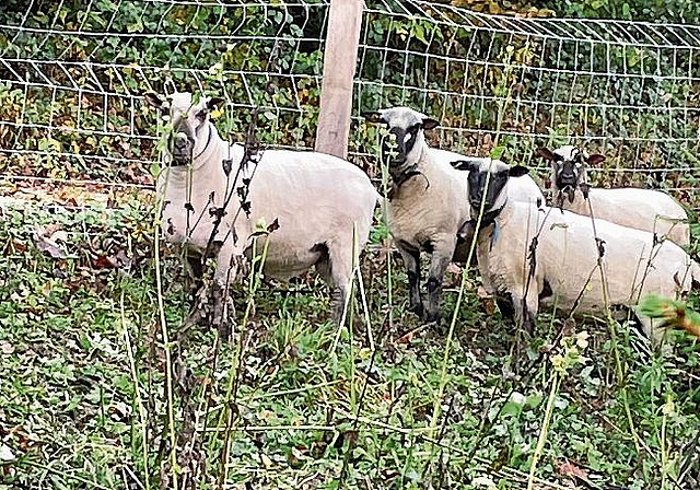 Genügsame Tiere: Die Shropshire-Schafe sind biologische Rasenmäher, nagen aber keine Tannen an.
