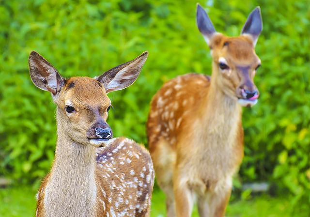 Schluss mit Ruhe: Freilaufende Hunde sind für kleine Rehe in Gempen zu einer Plage, ja sogar zu einer Gefahr geworden. Foto: Pixabay.com