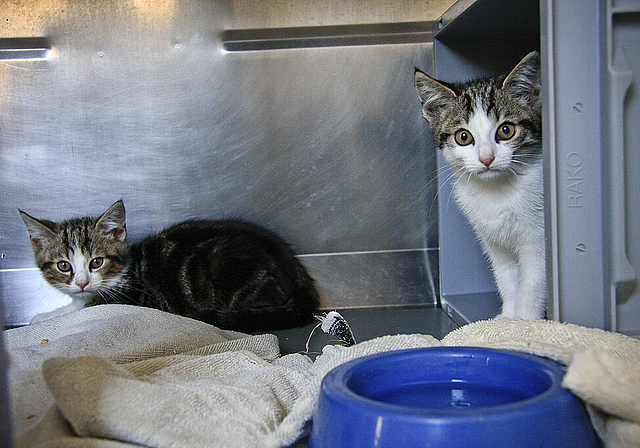 In Quarantäne: Diese Kätzchen vom Bauernhof scheinen noch verängstigt, dürfen aber bald in die Katzenstube umziehen.  Foto: Edmondo Savoldelli