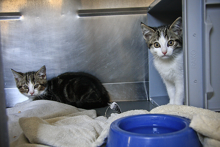 In Quarantäne: Diese Kätzchen vom Bauernhof scheinen noch verängstigt, dürfen aber bald in die Katzenstube umziehen.  Foto: Edmondo Savoldelli