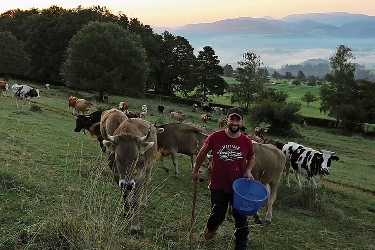 Sonnenaufgangsstimmung: Hirte Simon Guggisberg bringt die Rinder frühmorgens in den Weidstall. Foto: Simone Pürro