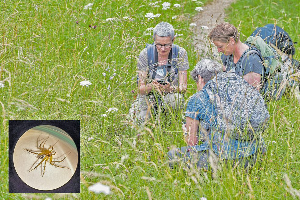 Bestimmungsarbeit in der Wiese: Rund 50 Wissenschaftlerinnen und Wissenschaftler waren in den Merian Gärten unterwegs. Kleines Bild links: Die Gestreifte Luchsspinne ist nur bis zu sechs Millimeter gross. Fotos: zVg / Kathrin Schulthess / Karin Urfer