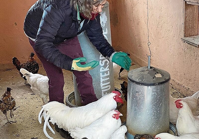 Im Hühnerstall: Das Wohlbefinden der Hühner und gutes Futter tragen massgeblich zur Qualität der Eier bei.Foto: Marianne Vetter