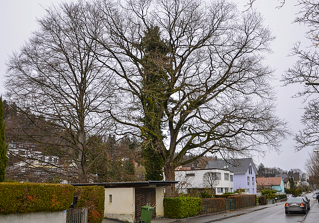 Prägen das Quartierbild: Die mächtige Blutbuche und die ebenso stämmige Eiche an der Binningerstrasse. Foto: Thomas Kramer