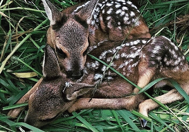 Hilflos: Die Rehkitz verharren bei Gefahr im Gras. Sie verfügen noch über keinen Fluchtinstinkt. Foto: ZVG