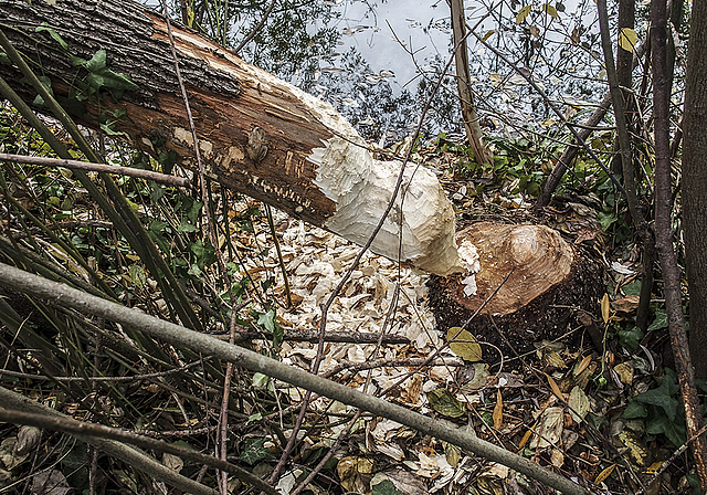 Biberaktivität: Nagespuren im «Park im Grünen».  Foto: A. Schnider