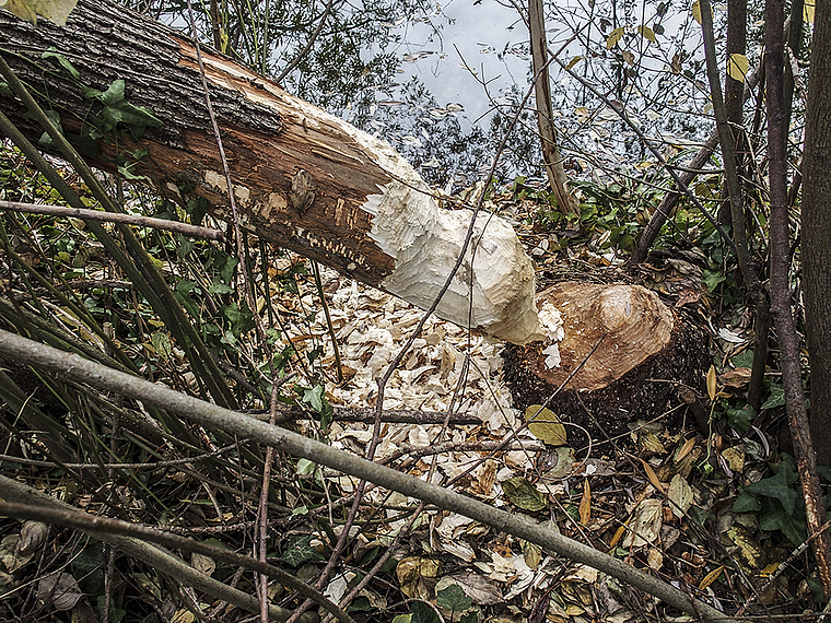 Biberaktivität: Nagespuren im «Park im Grünen».  Foto: A. Schnider