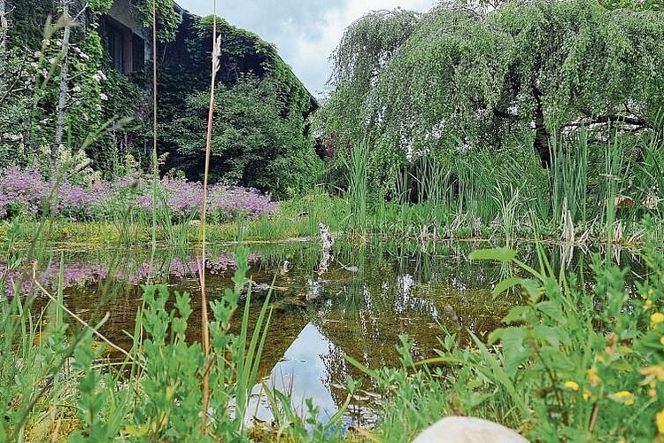 Lebensraum für Libellen, Frösche und Molche: Auch im Teich schwimmt Totholz – dieses verrottet im Wasser weniger schnell als an Land.