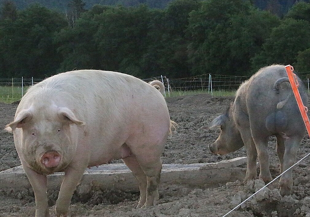 <em>Schwein gehabt: </em>Die Afrikanische Schweinepest ist noch weit entfernt und die Hausschweine dürfen sich nach Herzenslust draussen tummeln. .Foto:Gini Minonzio