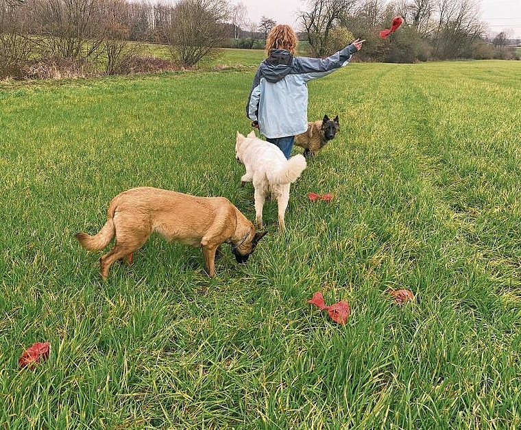 Auch wer genug Kotsäcke dabei hat, weiss manchmal nicht wohin damit: Den Weg zum nächsten Robidog soll eine App weisen. Hier wird verdeutlicht, wie man es nicht machen sollte. Foto: Bea Asper