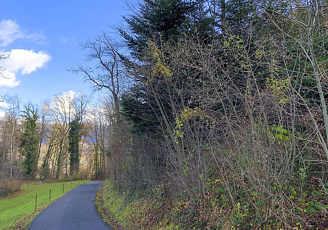 Unfallrisiko: Aufgrund der Schäden im Wald können Spaziergängerinnen und Spaziergänger Opfer umstürzender Bäume werden – Politik und Waldbesitzer wollen deshalb handeln.  Foto: Caspar Reimer