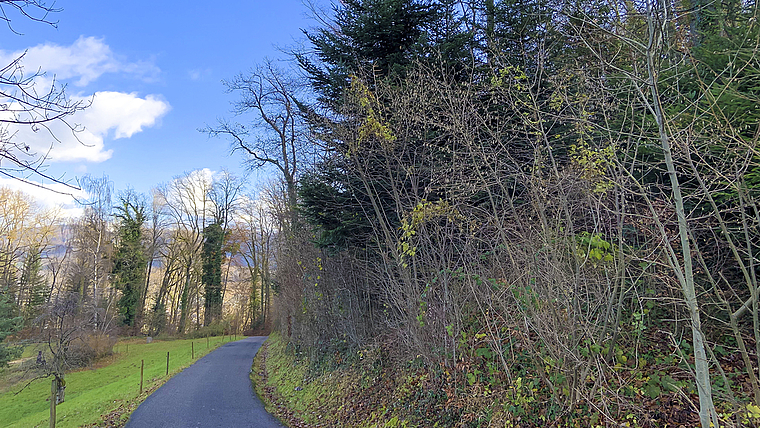 Unfallrisiko: Aufgrund der Schäden im Wald können Spaziergängerinnen und Spaziergänger Opfer umstürzender Bäume werden – Politik und Waldbesitzer wollen deshalb handeln.  Foto: Caspar Reimer