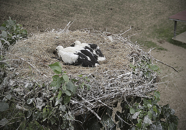 Nesthocker: Die ersten beiden Reinacher Jungstörche seit fast 80 Jahren schlüpften auf einer Horstplattform beim Erlenhof.  Foto: Barbara Saladin
