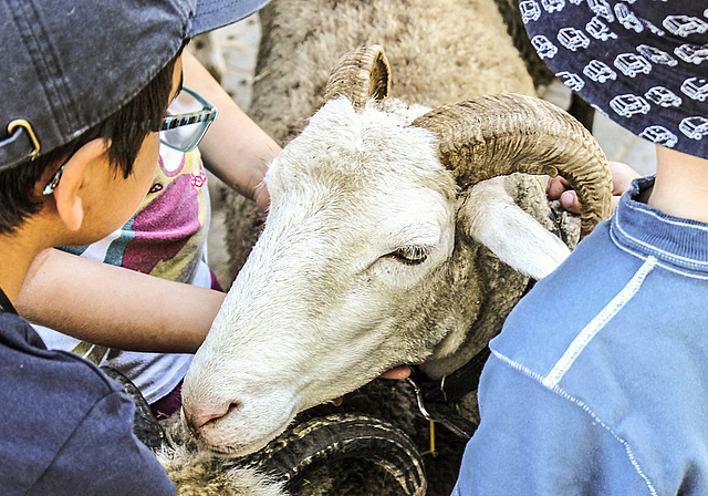 Freude und Wissen vermitteln, Begeisterung wecken: Zu Besuch bei den Schafen.  Foto: Axel Mannigel