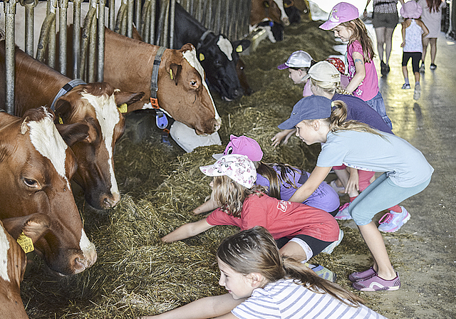 Staunen auf beiden Seiten: Die Ferienpass-Kinder füttern die Kühe auf dem Sennhof. Foto: Bea Asper