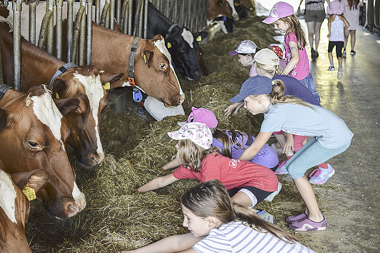 Staunen auf beiden Seiten: Die Ferienpass-Kinder füttern die Kühe auf dem Sennhof. Foto: Bea Asper