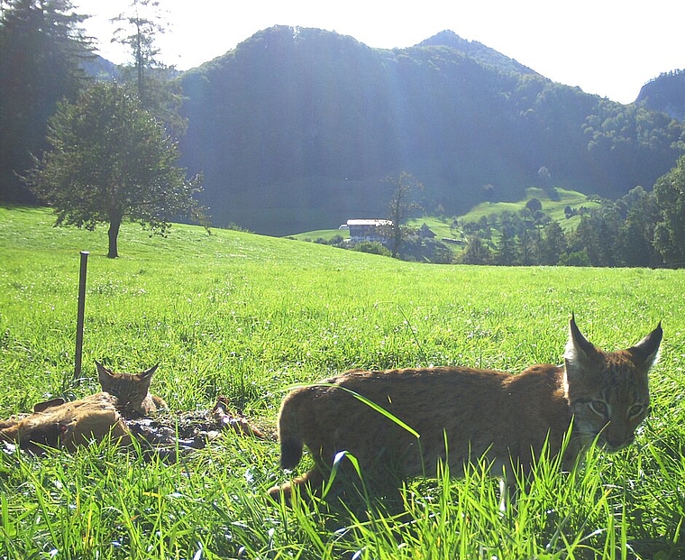 <em>Familie am Riss: </em>Eine Luchsin und ihre drei Jungen, aufgenommen im Schwarzbubenland am 30. September 2019.Foto: zvg