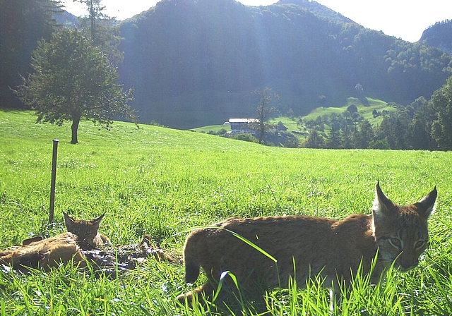 <em>Familie am Riss: </em>Eine Luchsin und ihre drei Jungen, aufgenommen im Schwarzbubenland am 30. September 2019.Foto: zvg