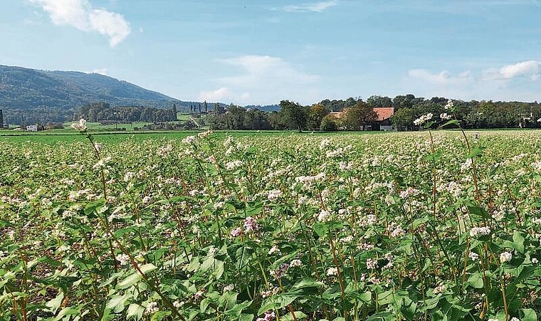 Buchweizen: Auf den neu angelegten Buntbrachen blüht dieser noch immer. Foto: zVg