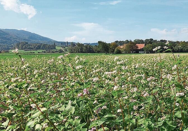 Buchweizen: Auf den neu angelegten Buntbrachen blüht dieser noch immer. Foto: zVg