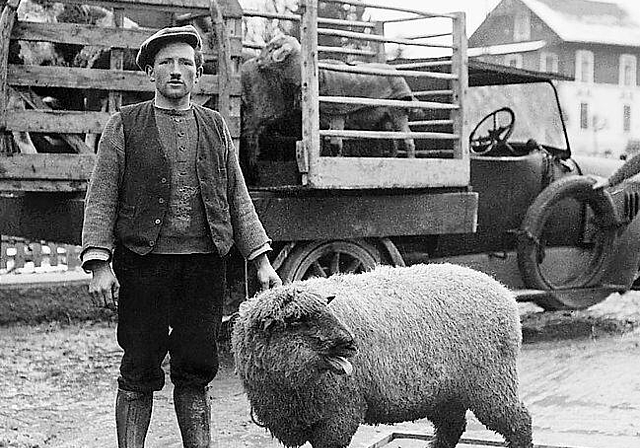 1920: Ein blökendes Schaf auf der Waage. Foto: Museum Laufental, Fotosammlung Schaltenbrand, Laufen
