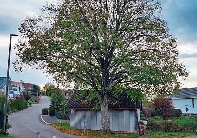 Einwohner sprechen vom «Lindenplatz»: Der Baum an der Kreuzung Baselweg und Stelzenweg soll zum Schutz der Hütte gefällt werden. Foto: Jeannette Weingartner