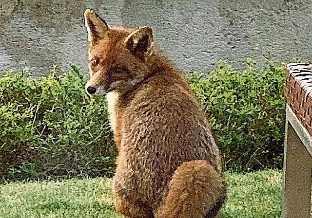 Ganz nah: Eine Dornacherin konnte den schlauen Fuchs mit der Kamera festhalten.
