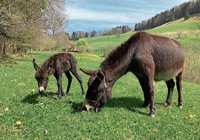 Geboren am Gründonnerstag: Das Eselfohlen darf gestreichelt werden. Die tiergestützte Therapie bewährt sich. Foto: zVg