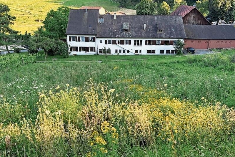 Blumenwiese: Auf einem ungenutzten Rebacker werden
lokale Pflanzen gesät, die Vögeln und Insekten Nahrung bieten.