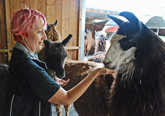 Unter Lamas: Züchterin Daniela Tschaggelar unter einigen ihrer 14 Tiere, darunter auch der preisgekrönte Clooney von Bernstein. Foto: Thomas Brunnschweiler