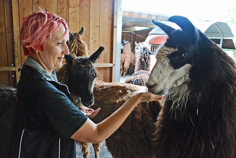 Unter Lamas: Züchterin Daniela Tschaggelar unter einigen ihrer 14 Tiere, darunter auch der preisgekrönte Clooney von Bernstein. Foto: Thomas Brunnschweiler