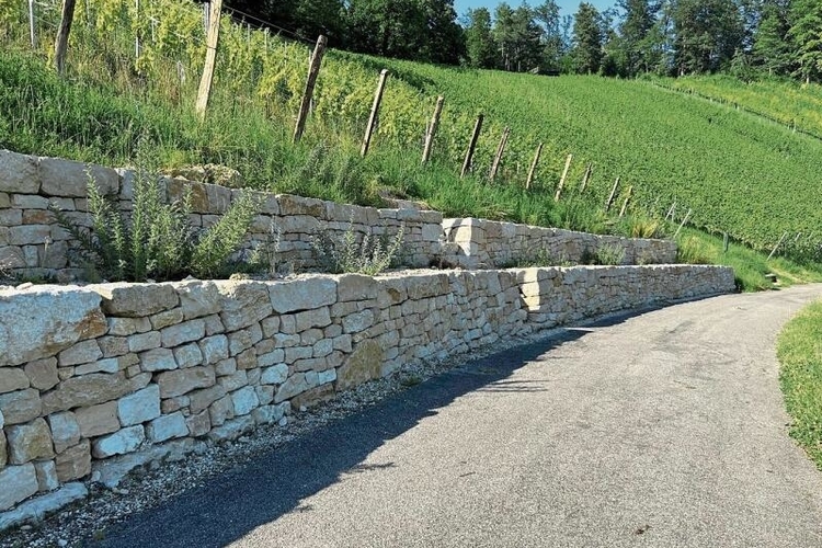 Trockensteinmauer: Zusammen mit Zivildienstleistenden wurden
mehrere solche Mauern in den Reben gebaut.