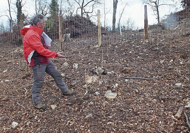 Umgeben von einem Zaun: Revierförster Josef Borer zeigt die Anlage am Grellingerberg, wo die jungen Bäume gepflanzt wurden. Foto: Willi Wenger