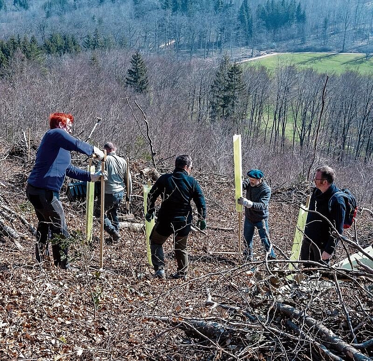 Verjüngungsschlag für Bäume: Freiwillige Helfer schichten zurückgebliebene Äste zu Haufen auf. Foto: Heiner Leuthard