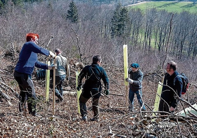 Verjüngungsschlag für Bäume: Freiwillige Helfer schichten zurückgebliebene Äste zu Haufen auf. Foto: Heiner Leuthard