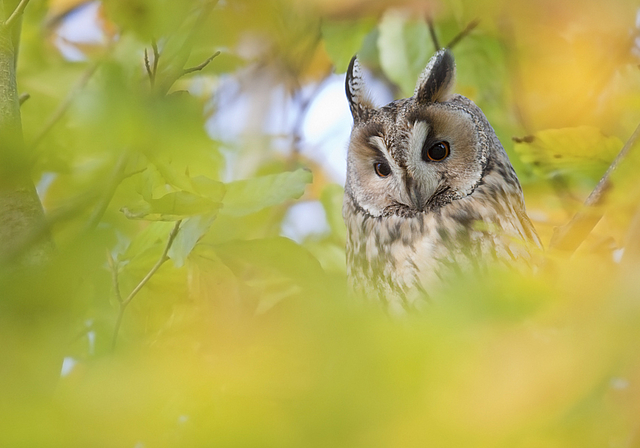 Wer guckt denn da? Mit diesem Foto überzeugte Flurin Leugger die Jury des Fotowettbewerbs 2013 der Vogelwarte Sempach.  Foto: Flurin Leugger