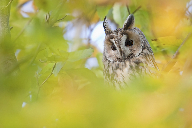 Wer guckt denn da? Mit diesem Foto überzeugte Flurin Leugger die Jury des Fotowettbewerbs 2013 der Vogelwarte Sempach.  Foto: Flurin Leugger