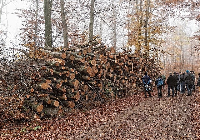 Holz: Beim Behördenrundgang begaben sich die Teilnehmerinnen und Teilnehmer auf Spurensuche. Foto: Heiner Leuthardt 