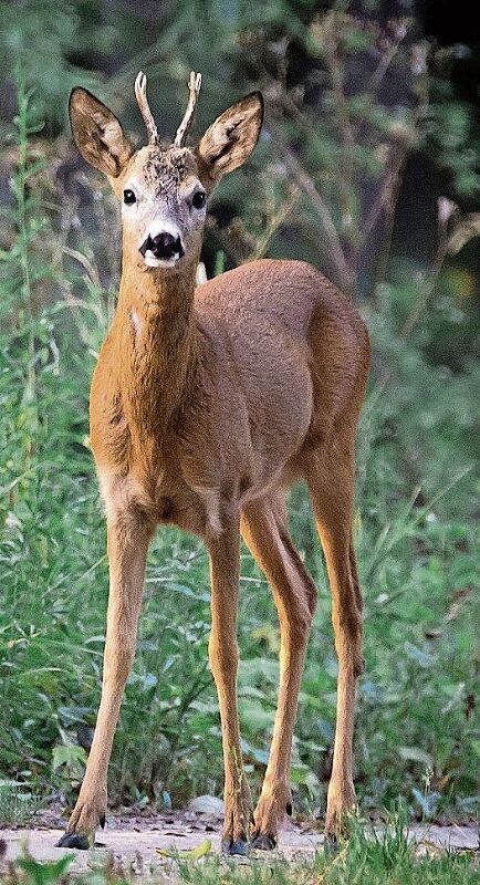 Angepasst: Trotz Besucherandrang gibt es im Wald deutlich mehr Rehe. Foto: Pixabay.com