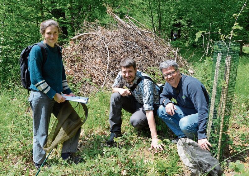 Suchen nach Wildbienennestern: (v. l.) Meret Halter, Dominik Hügli und Lukas Merkelbach. Fotos: Fabia Maieroni
