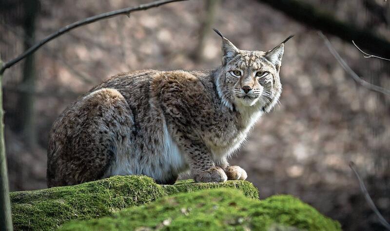 Umfangreiches Projekt: Der Dokumentarfilm «Luchs» vom französischen Tierfotografen Laurent Geslin erzählt die Geschichte einer Luchsfamilie im Herzen des Juras. Foto: Pixabay.com
