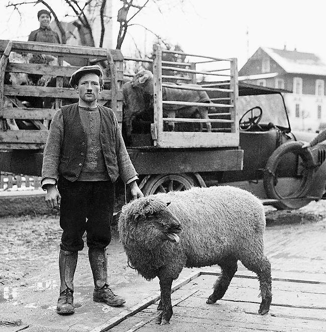 1920: Ein blökendes Schaf auf der Waage. Foto: Museum Laufental, Fotosammlung Schaltenbrand, Laufen
